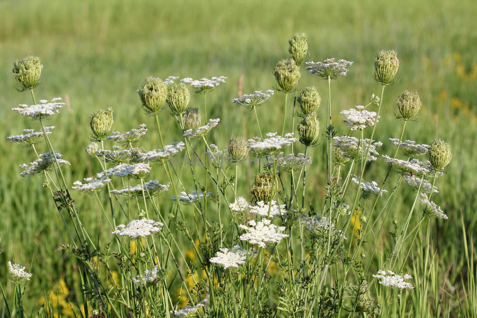 white flower meadow summer landscape by goce