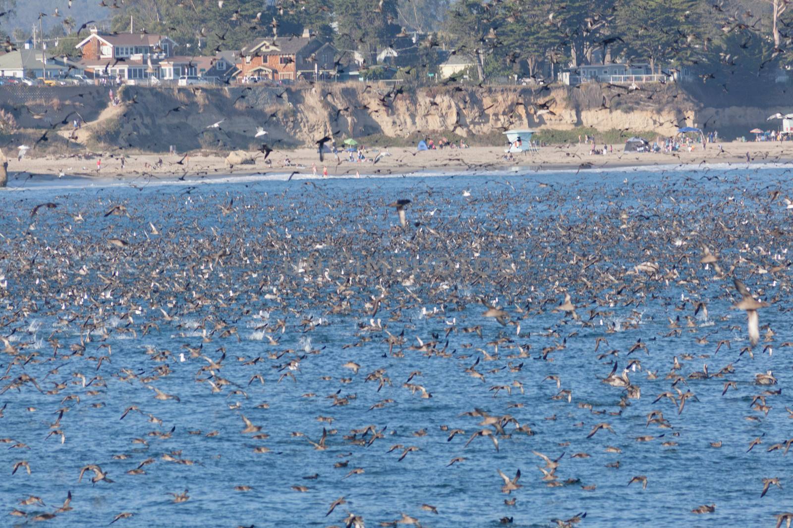 SANTA CRUZ, CA, USA - SEPTEMBER 5: Thousands of birds feeding on by melastmohican