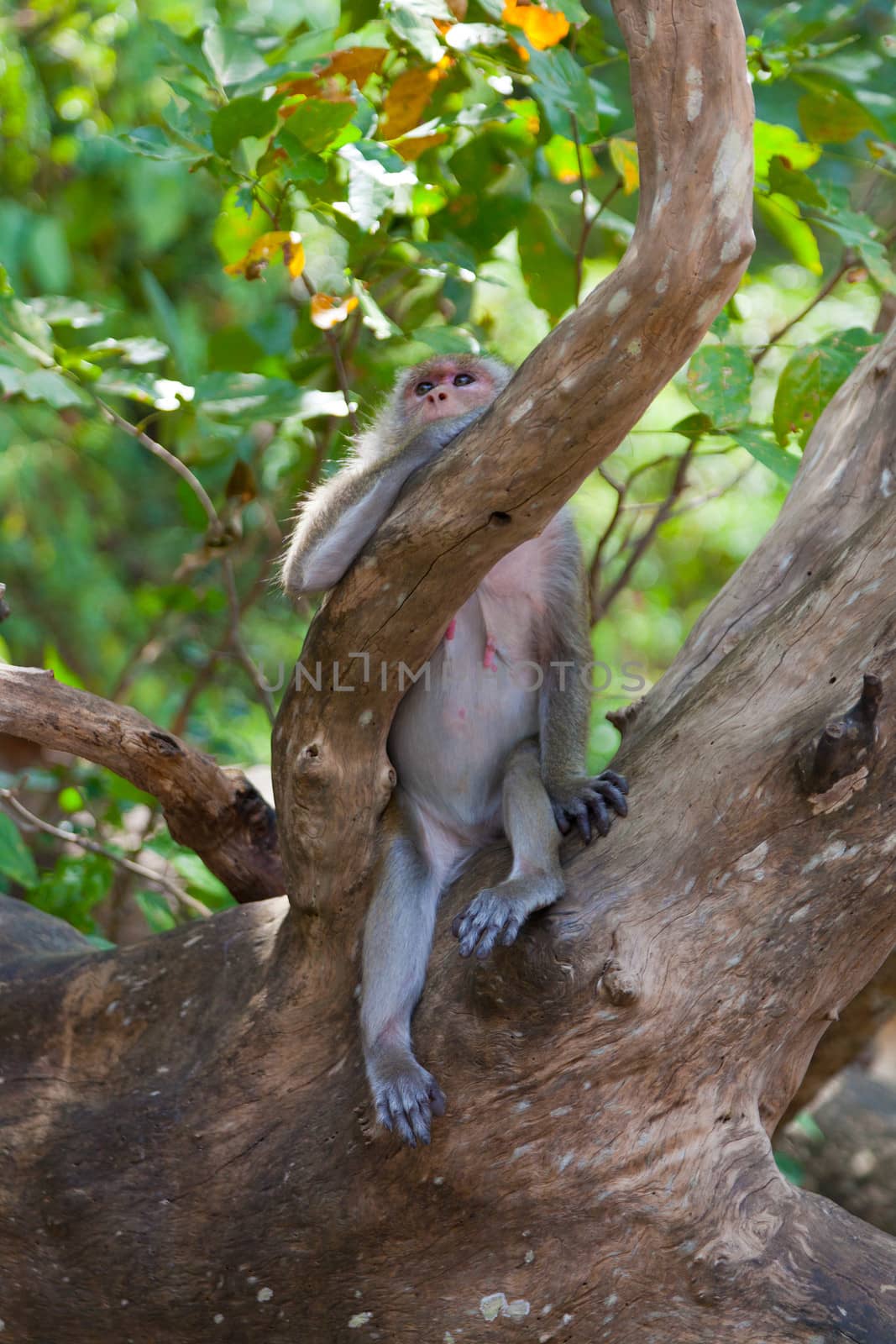 Wild monkey sits on a tree against foliage by elena_shchipkova