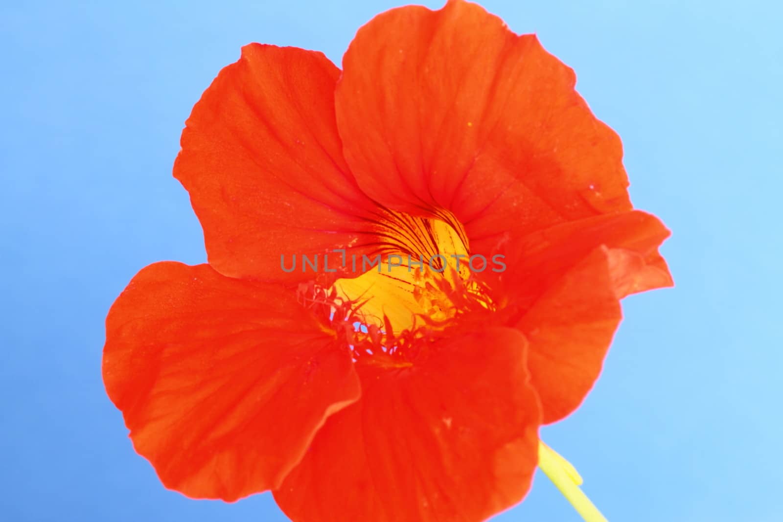 Nasturtium on a blue background