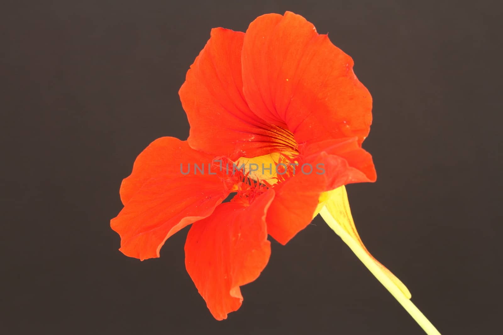 Nasturtium on a black background