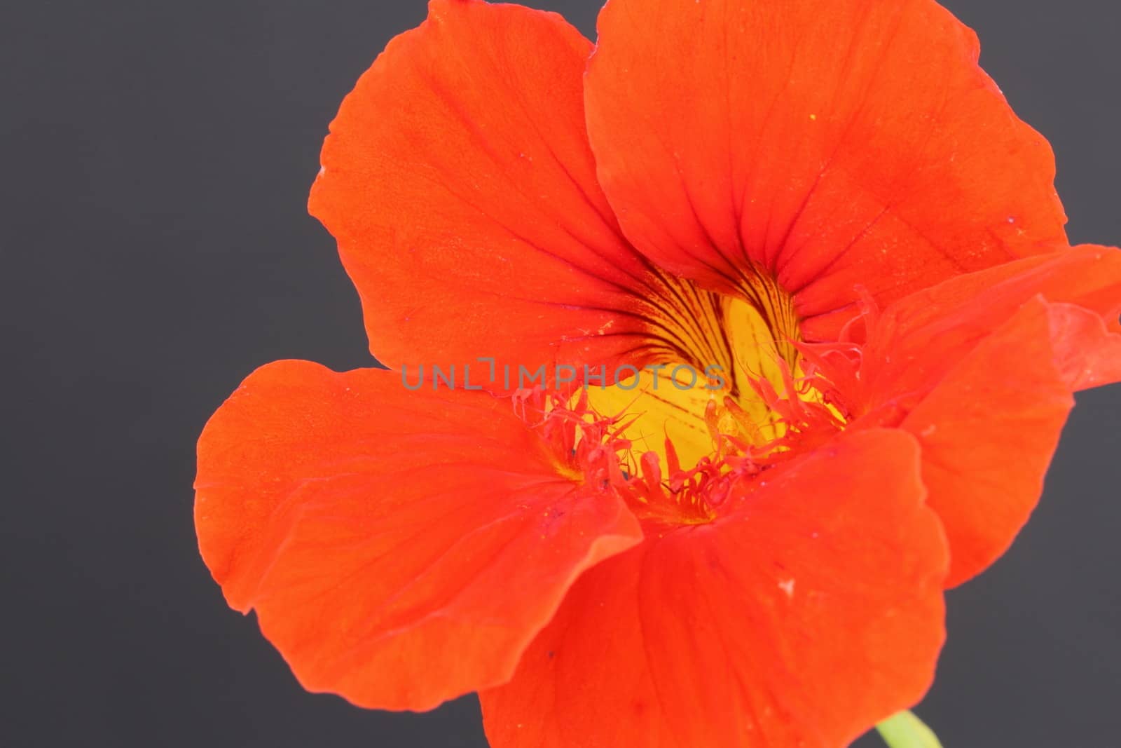 Nasturtium