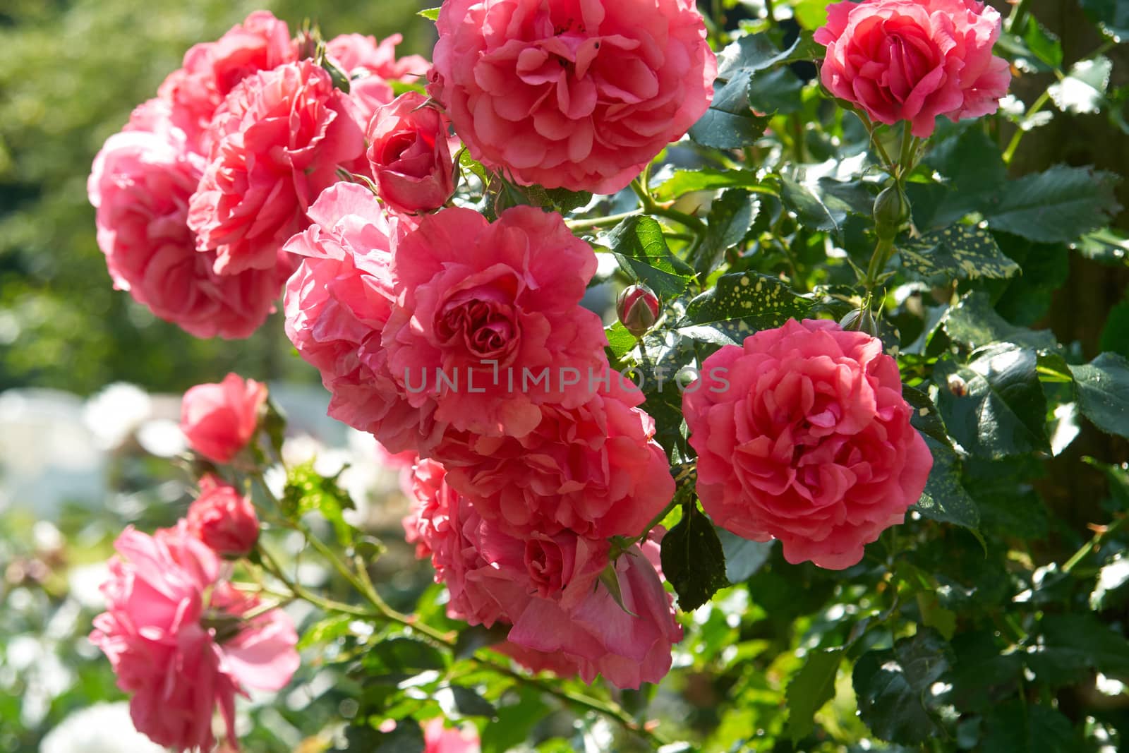 Beautiful blooming pink roses in a garden in front of a house                               