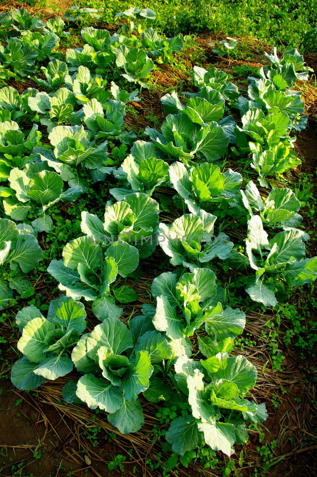 Fresh vegetable on ground with morning light