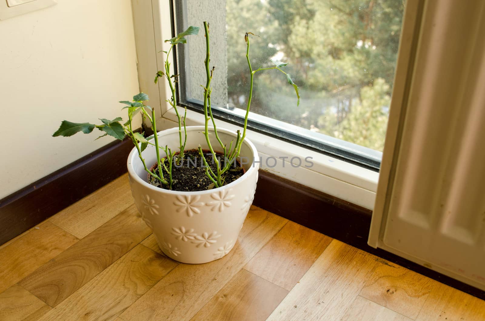 ceramic white ornamented pot rose plant by sauletas