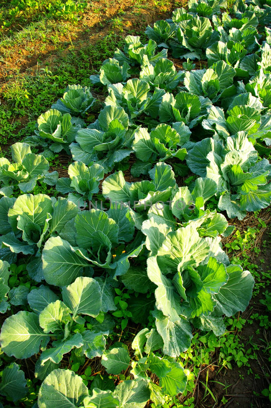 Fresh vegetable on ground with morning light