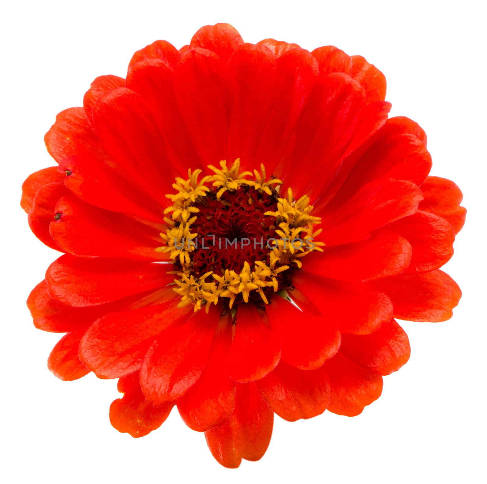 macro of orange zinnia violacea flower isolated on white background.