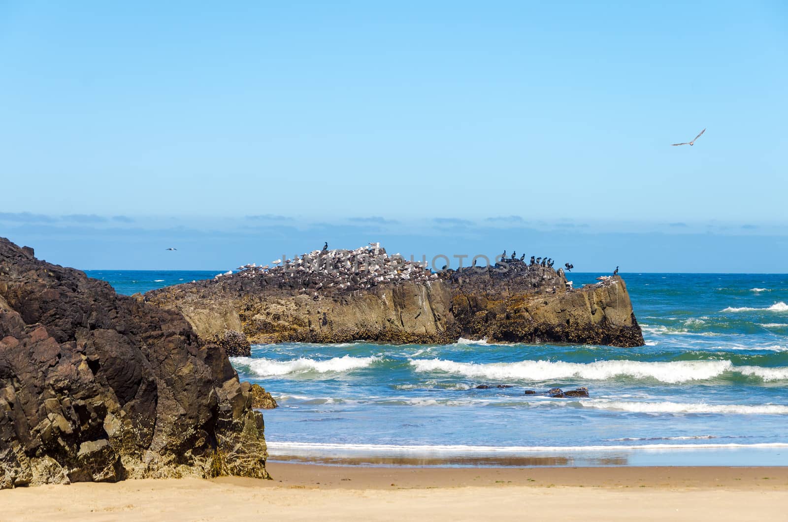 Rocky outcrop at the Oregon coast with hundreds of seabirds on it