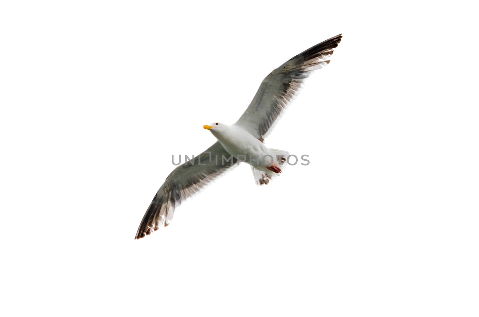 Flying seagull with wings spread open against a white background