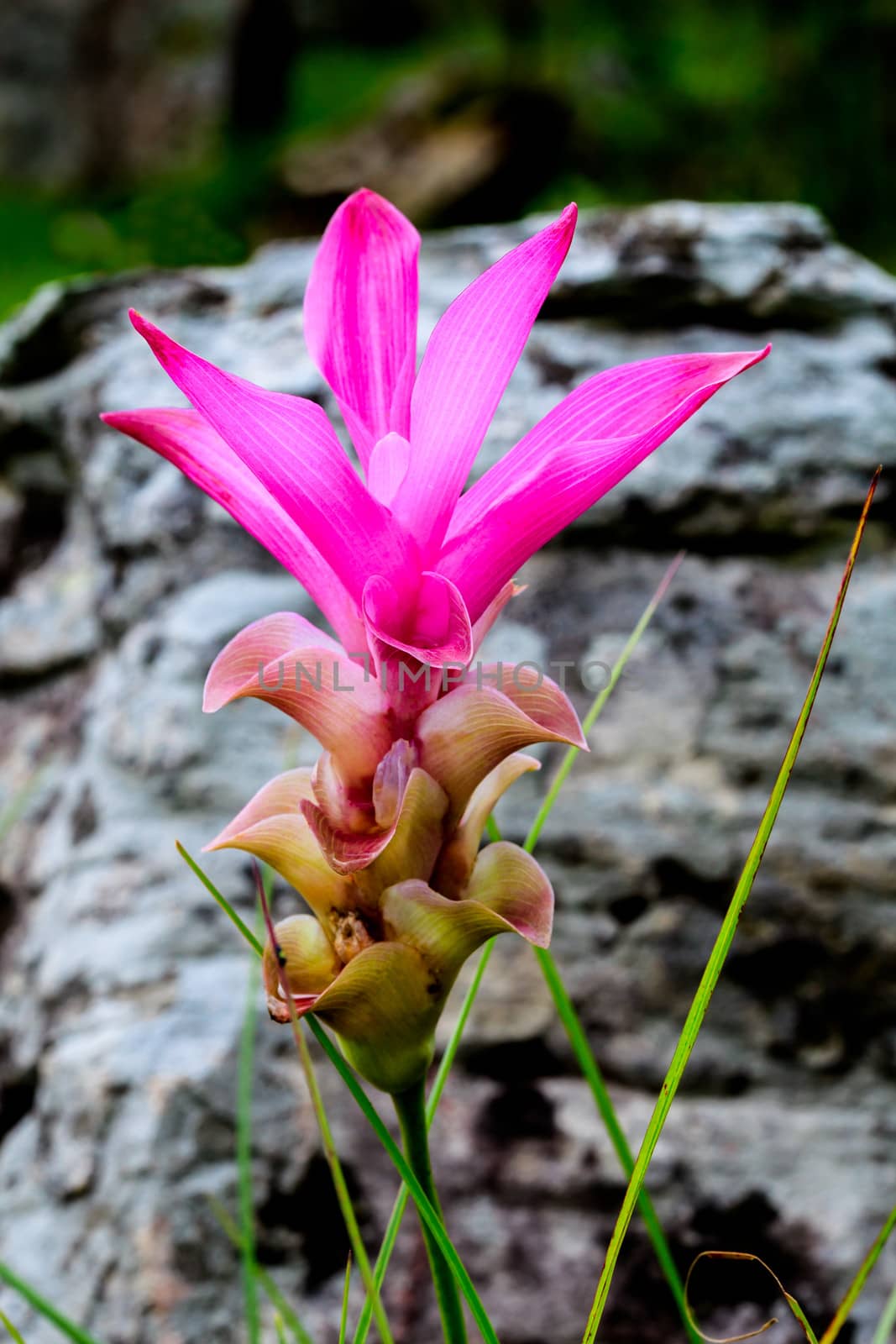 Siam tulip flower in the field