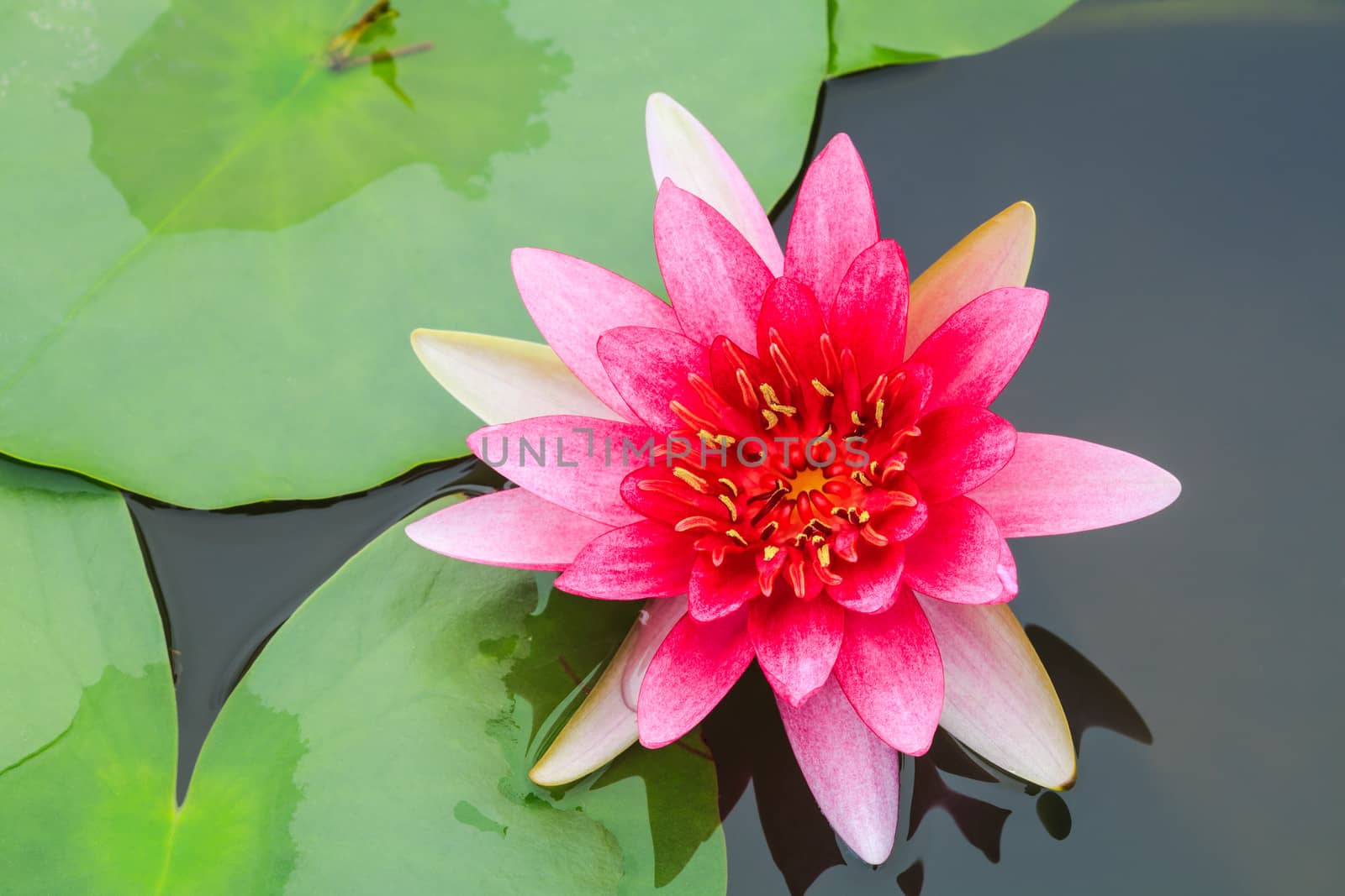 Red water lily