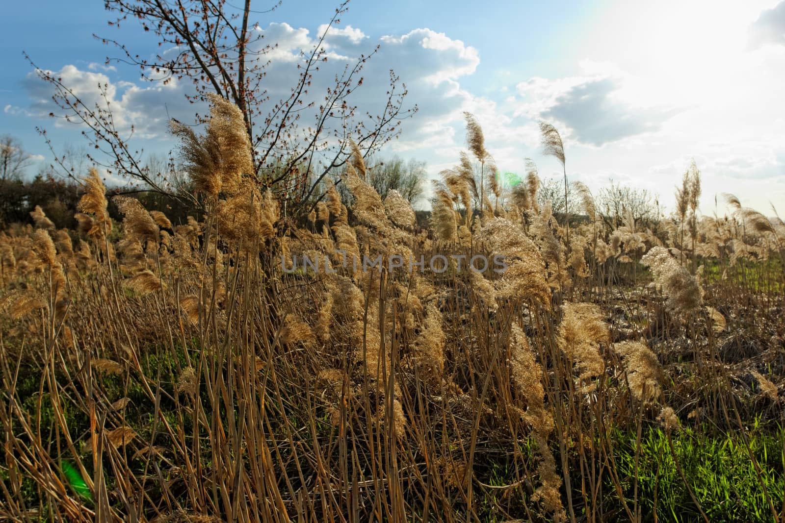 Reed in cloudy bright weather, the wind