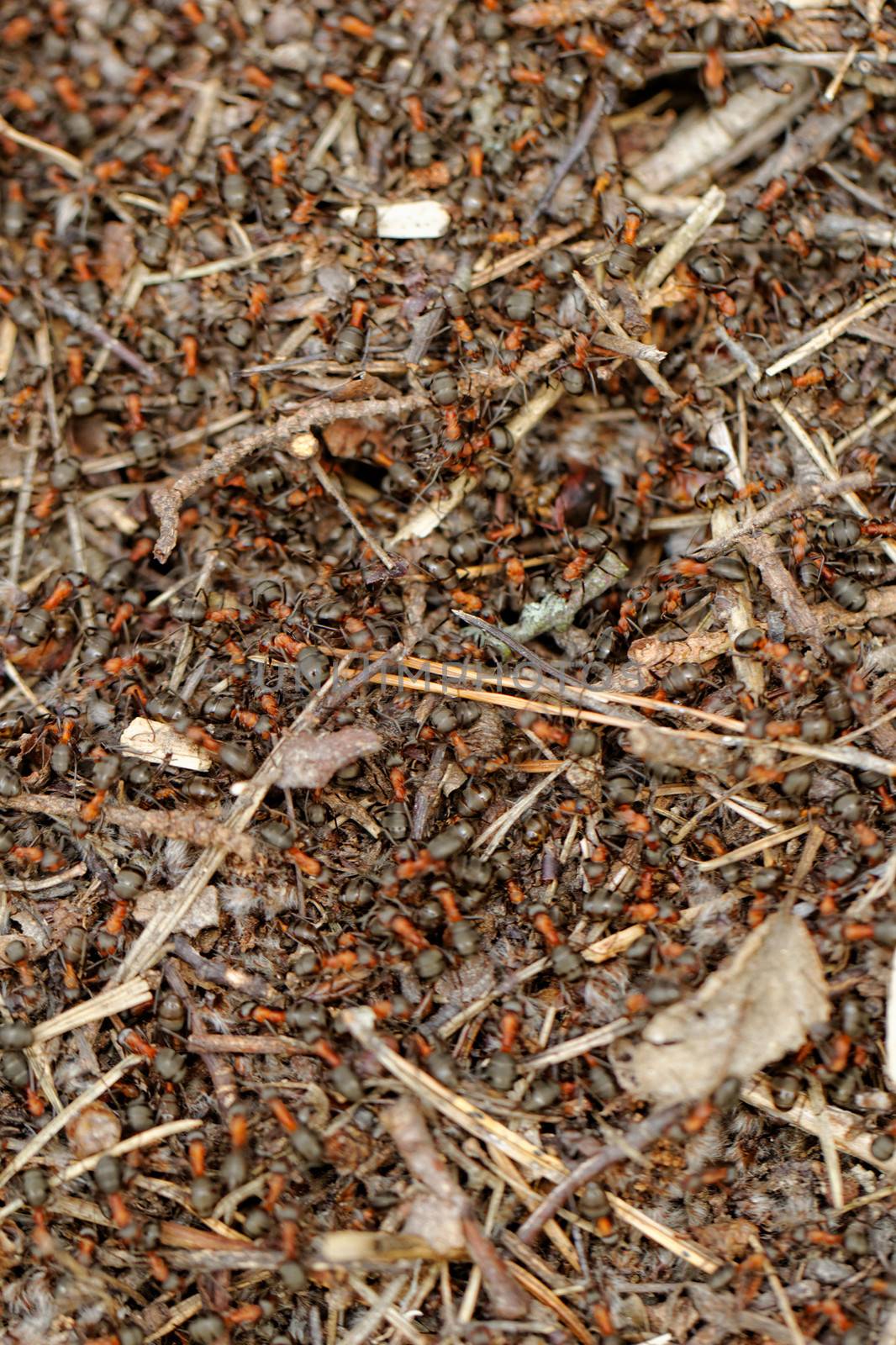 ants and ant hill