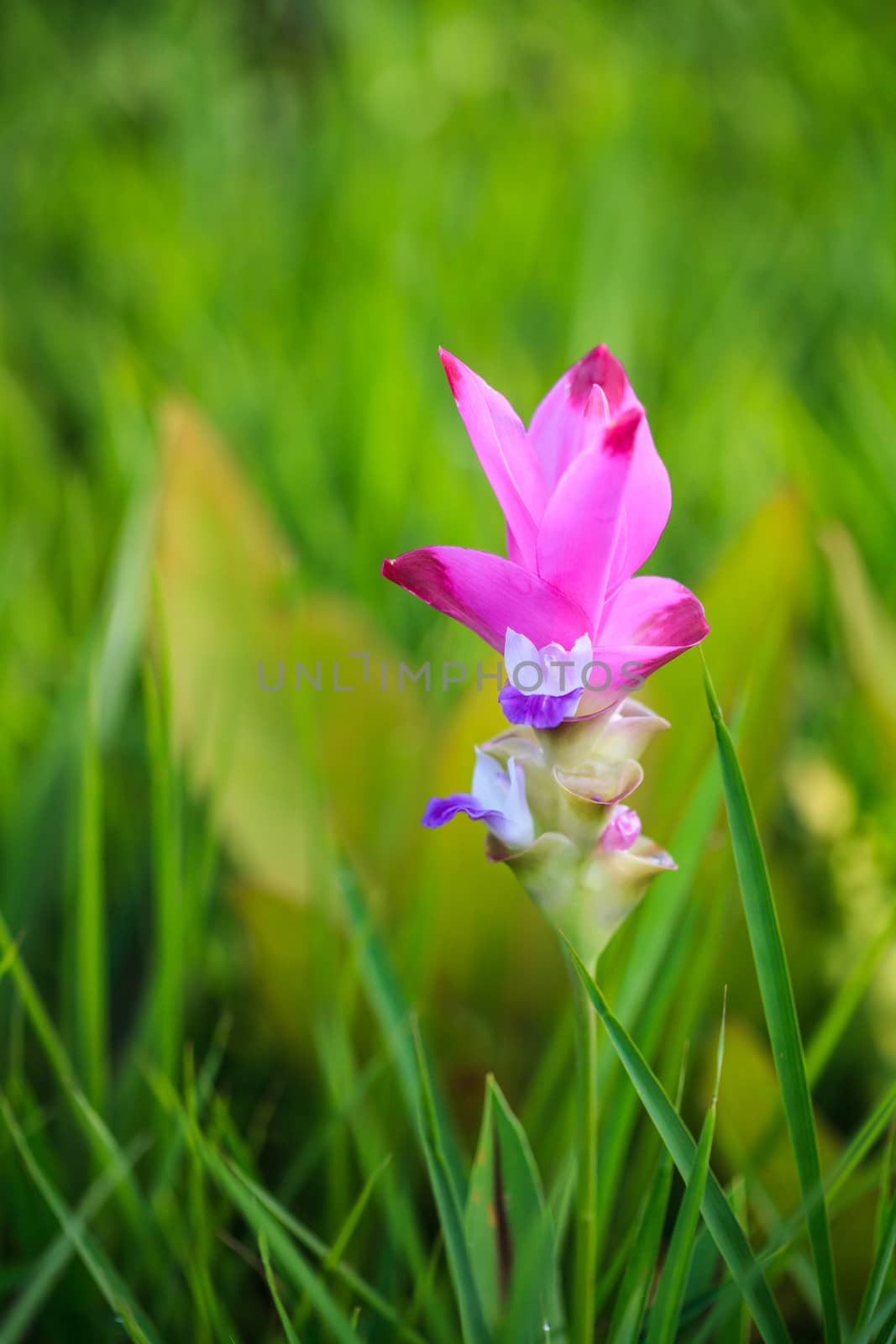 Pink siam tulip flower