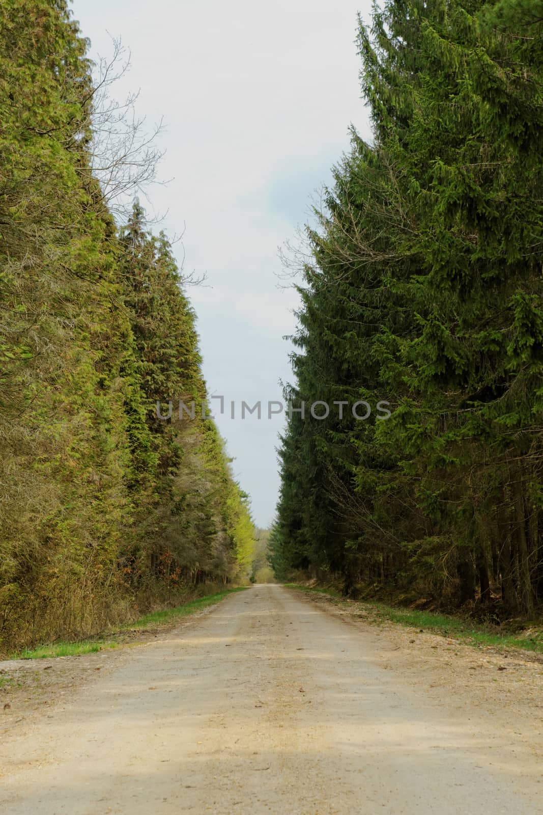 dirt road in the forest