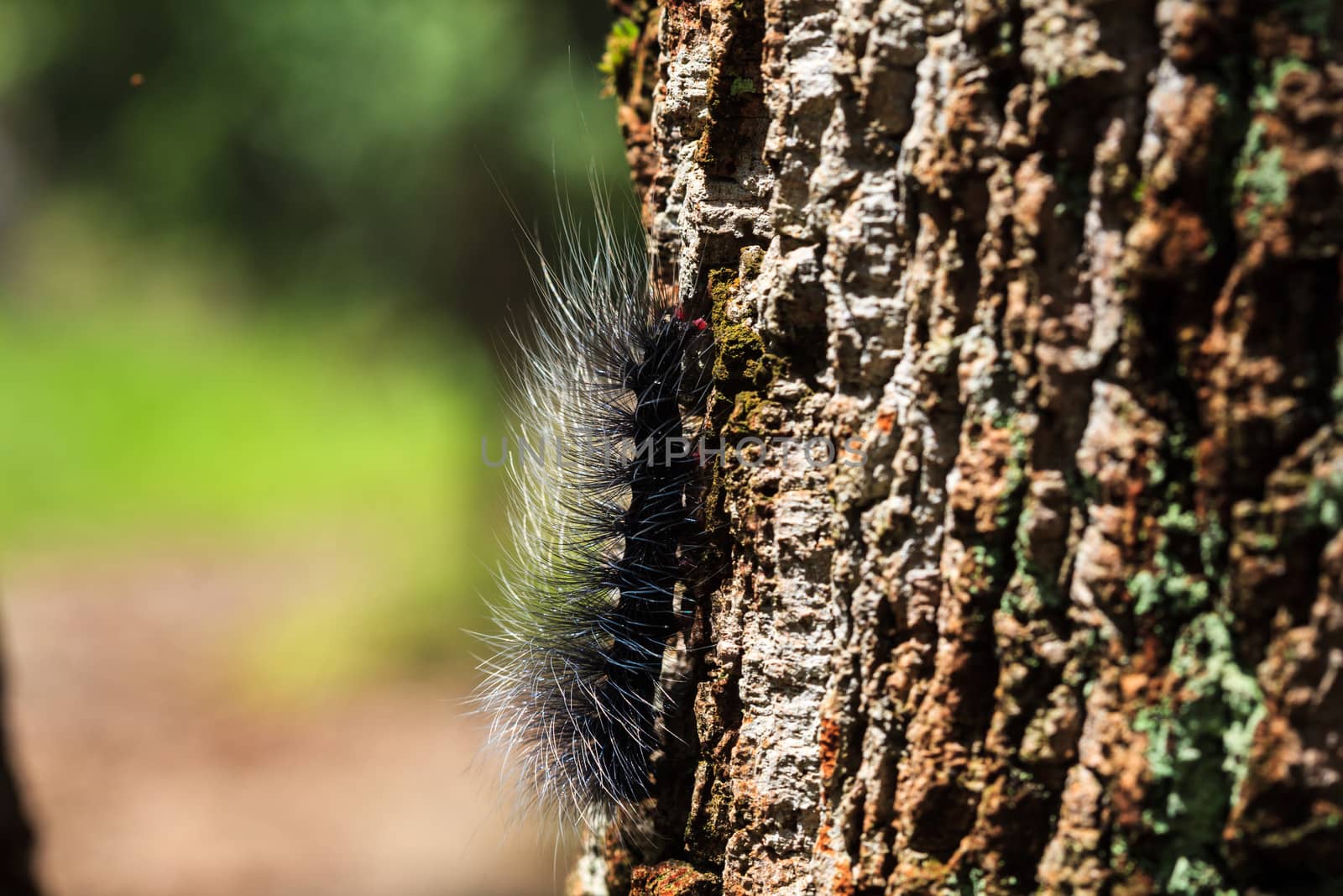 Black caterpillar on a tree