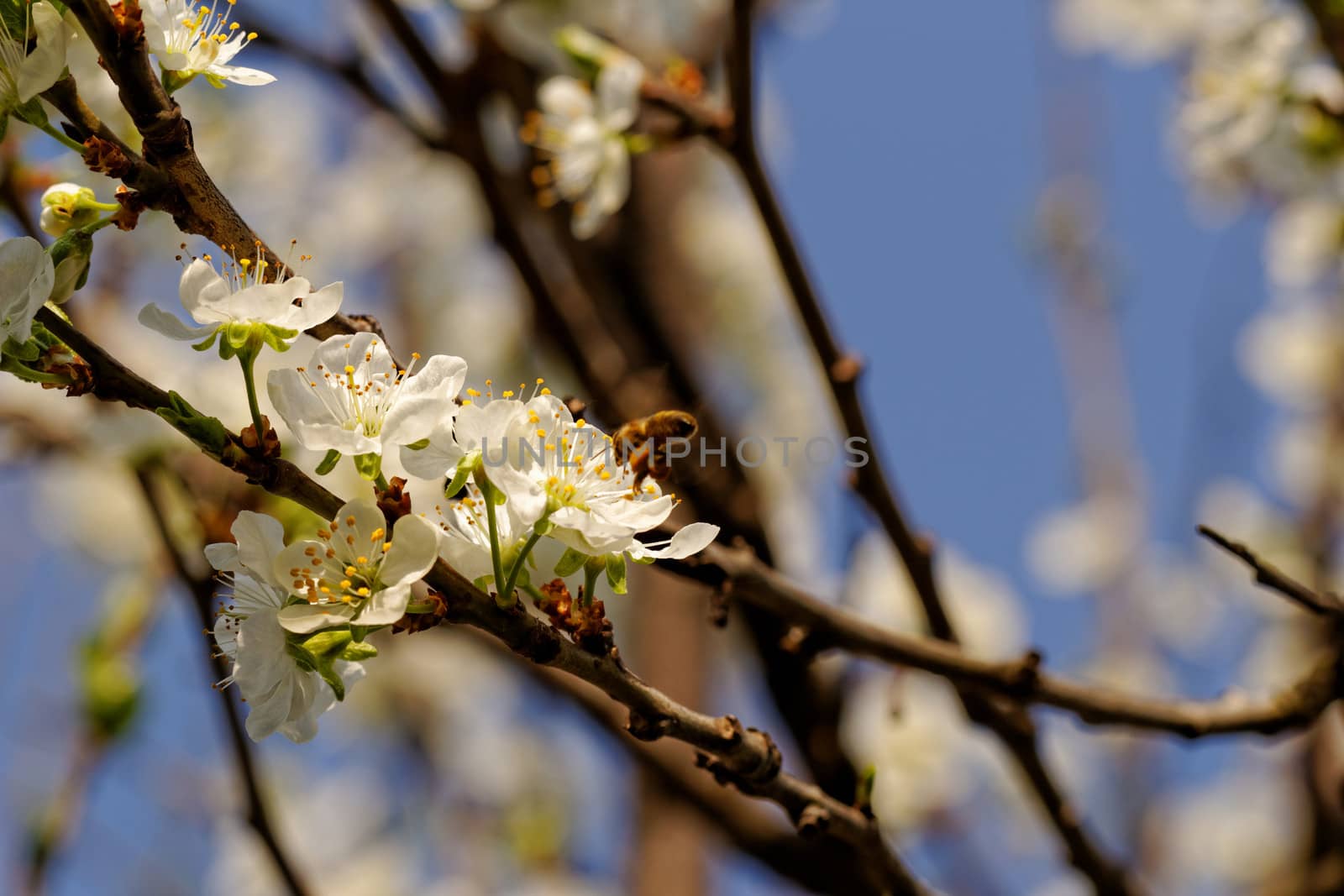 blossom tree with a bee pollination