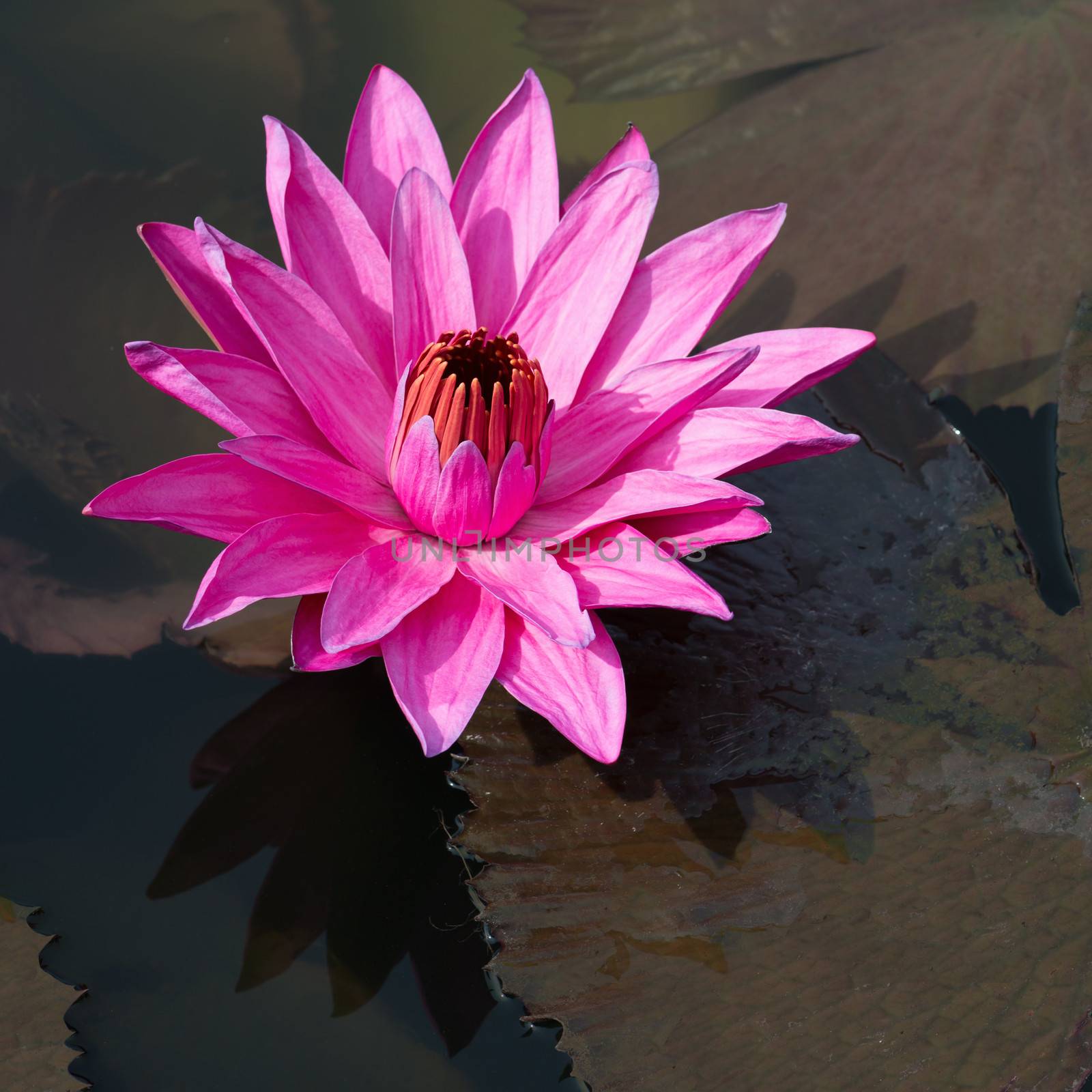 Flower fuchsia-colored Nymphaea nouchali star lotus or water lily in water pond