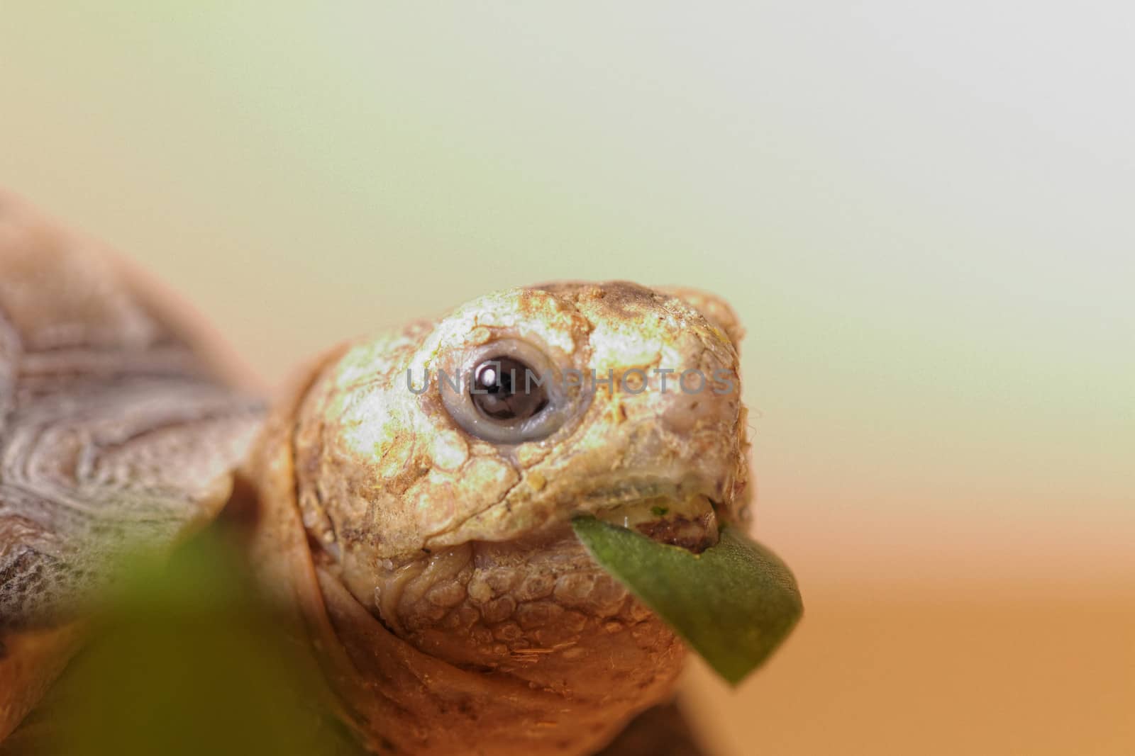 African Spurred Tortoise (Geochelone sulcata) isolated