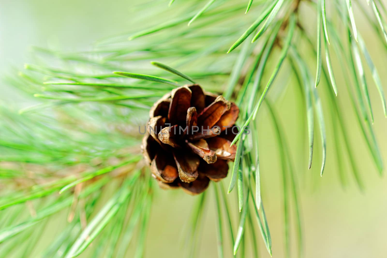 pine cone, on pine branch