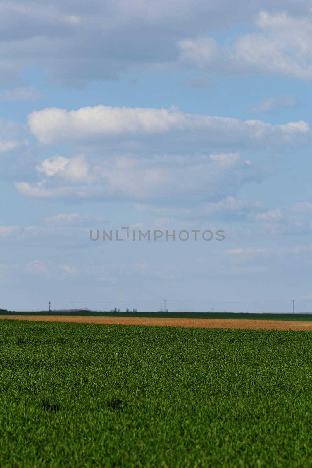 wheat field under the blue cloudy sky by NagyDodo