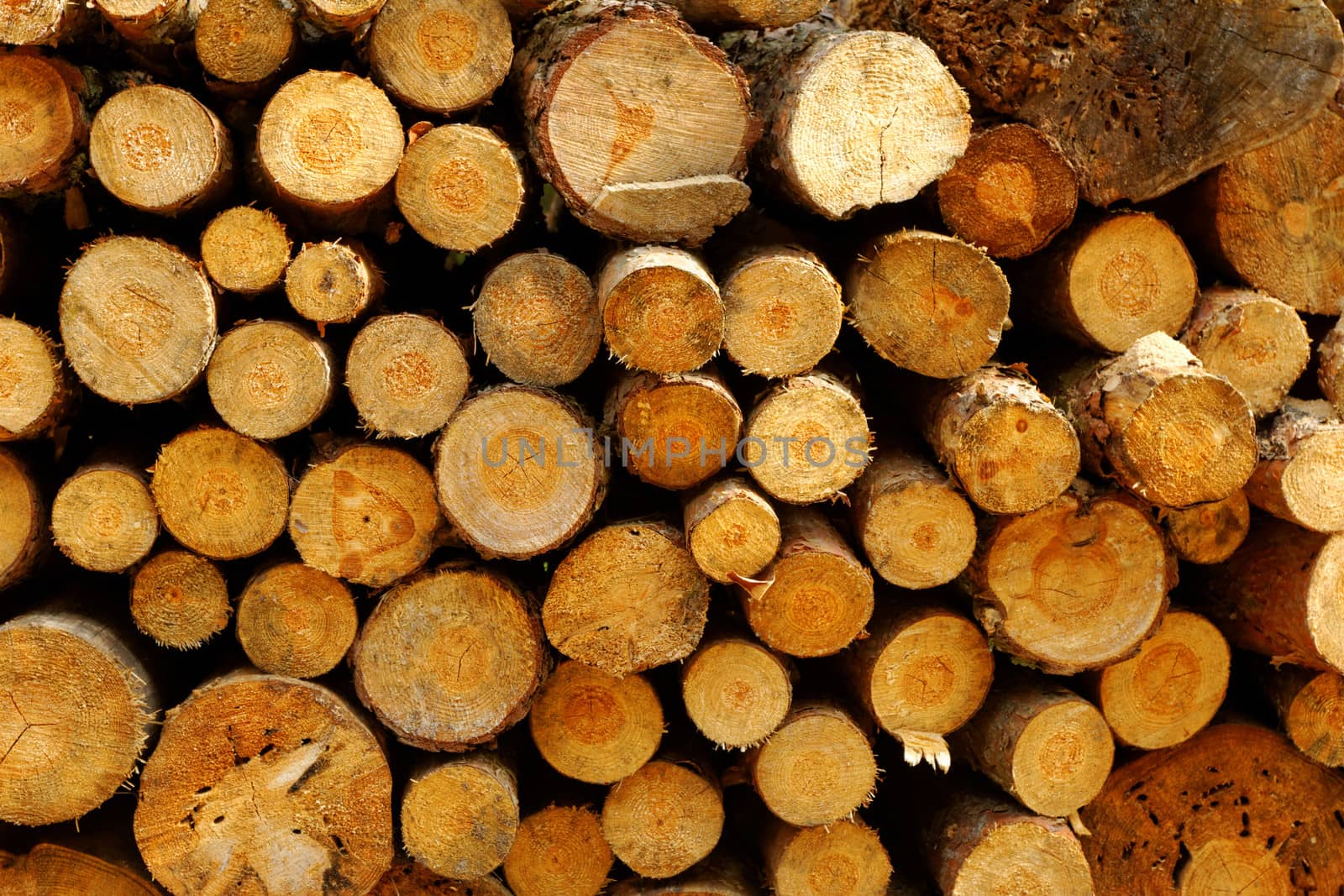 Pile of chopped fire wood prepared for winter