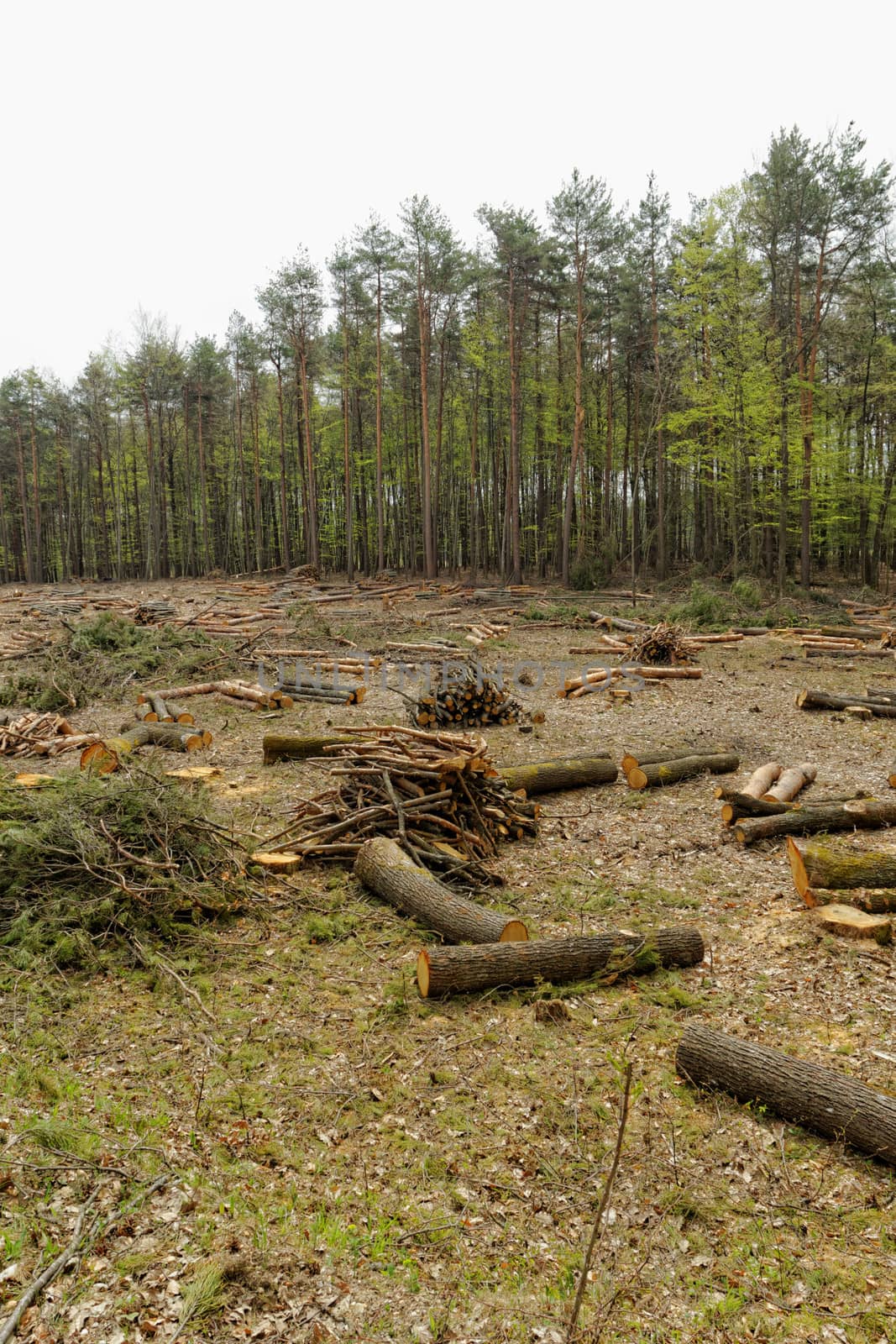 Deforestation and logging by NagyDodo