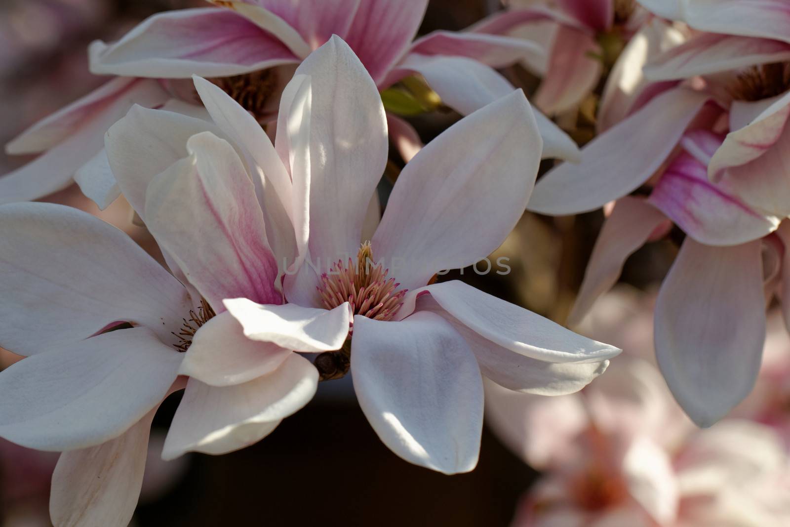 Spring Blossoms of a Magnolia tree