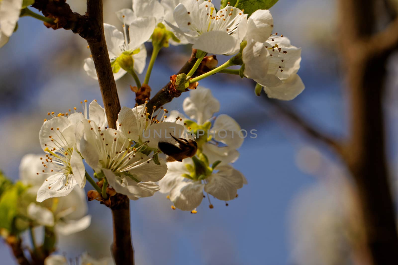 blossom cherry tree with bee by NagyDodo