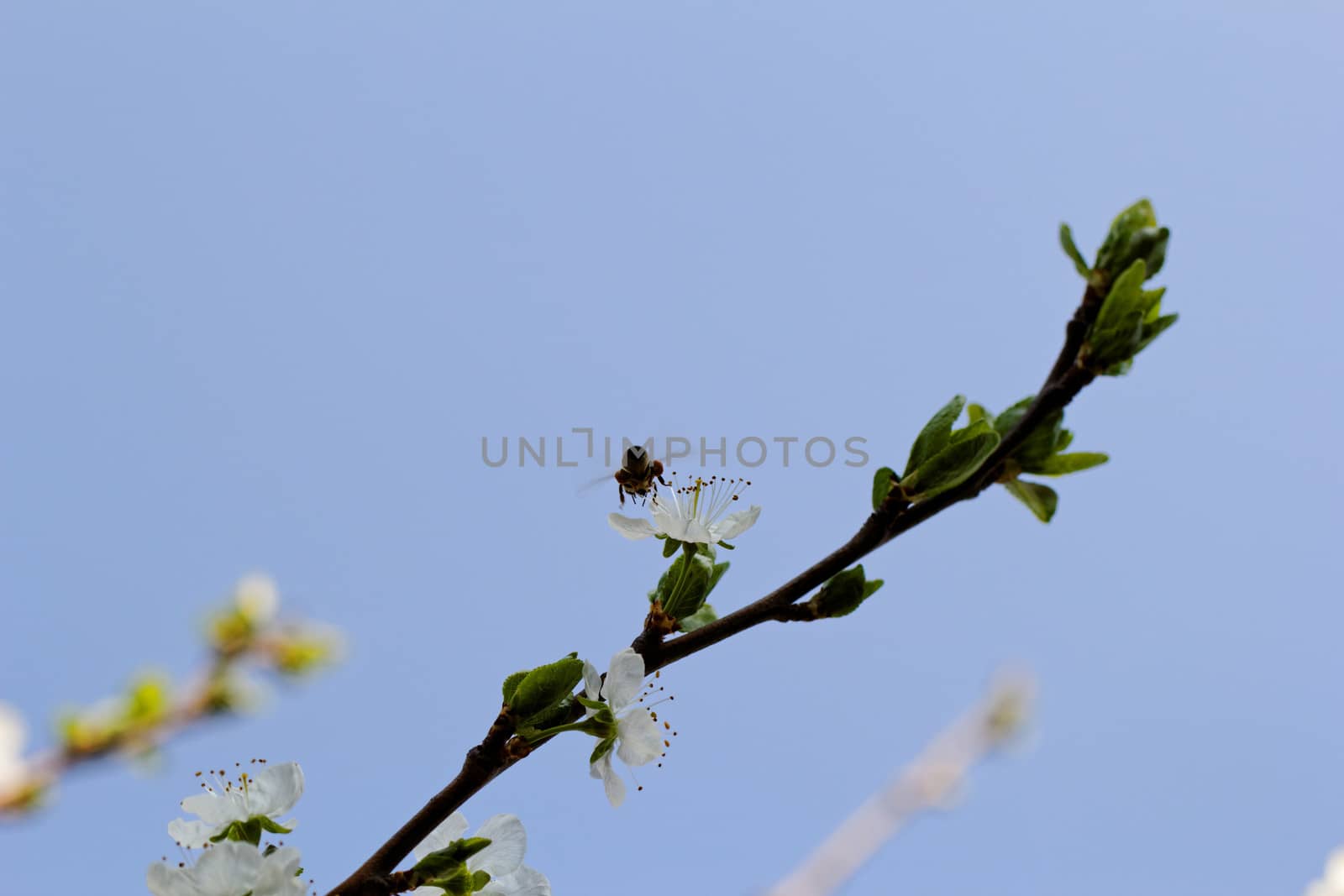 blossom cherry tree with bee by NagyDodo