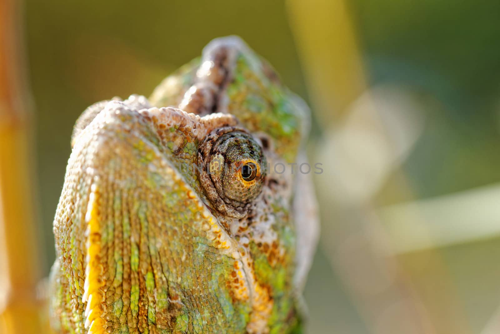 Chameleon on the leaf (Chamaeleo calyptratus)