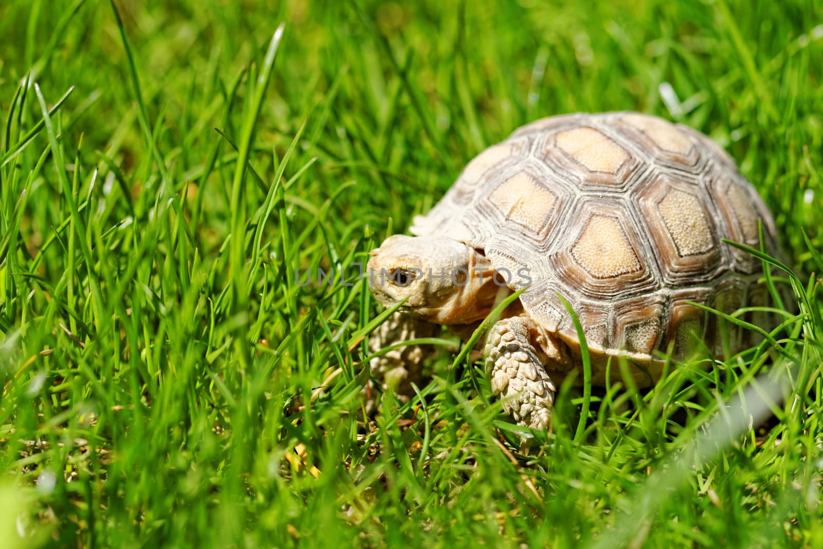 African Spurred Tortoise (Geochelone sulcata) in the garden