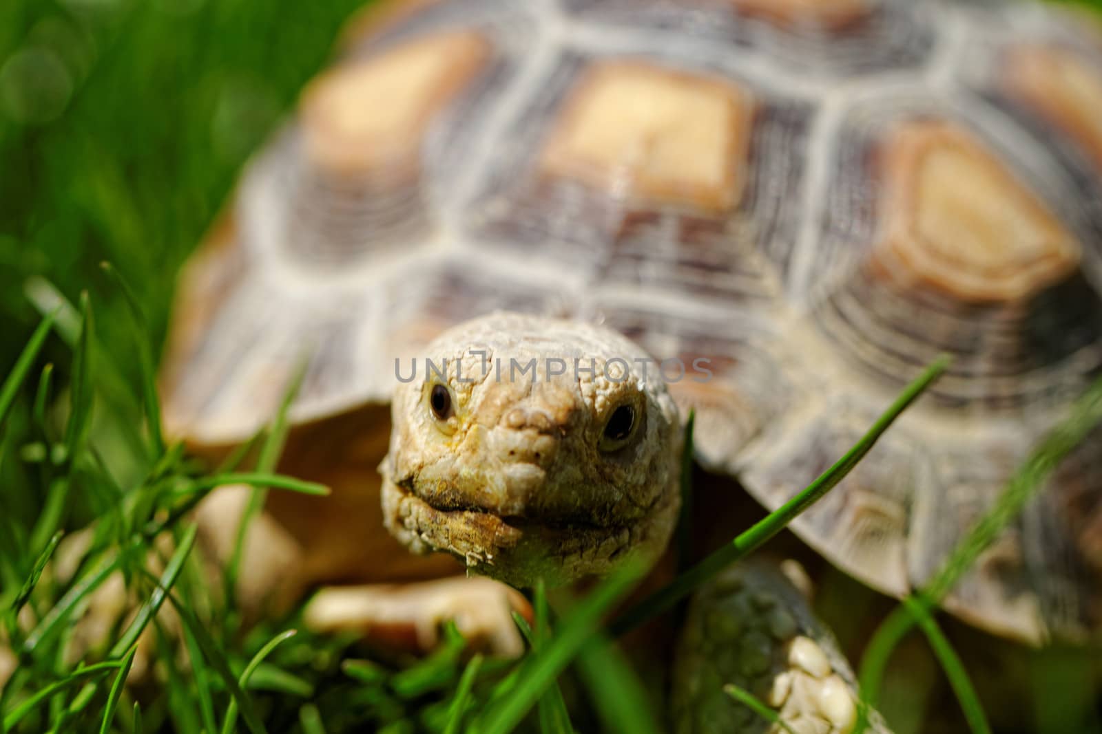 African Spurred Tortoise (Geochelone sulcata) in the garden