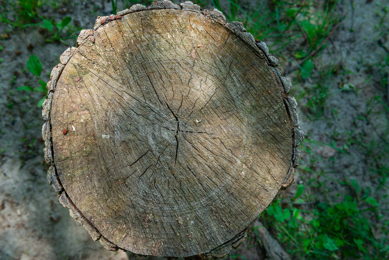 Old cross section of wooden log with wooden house on background