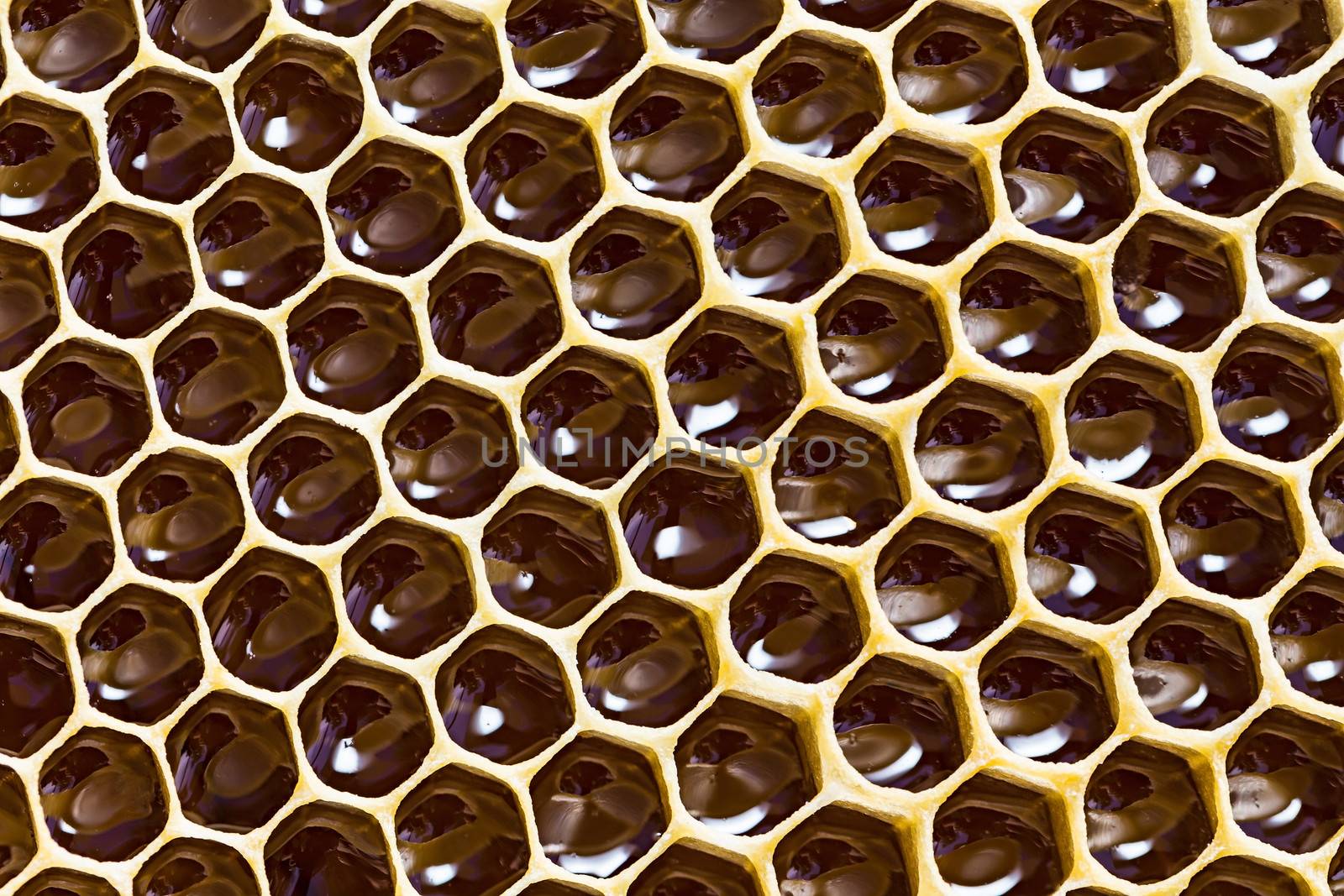 close-up texture of honeycomb with honey by oleg_zhukov