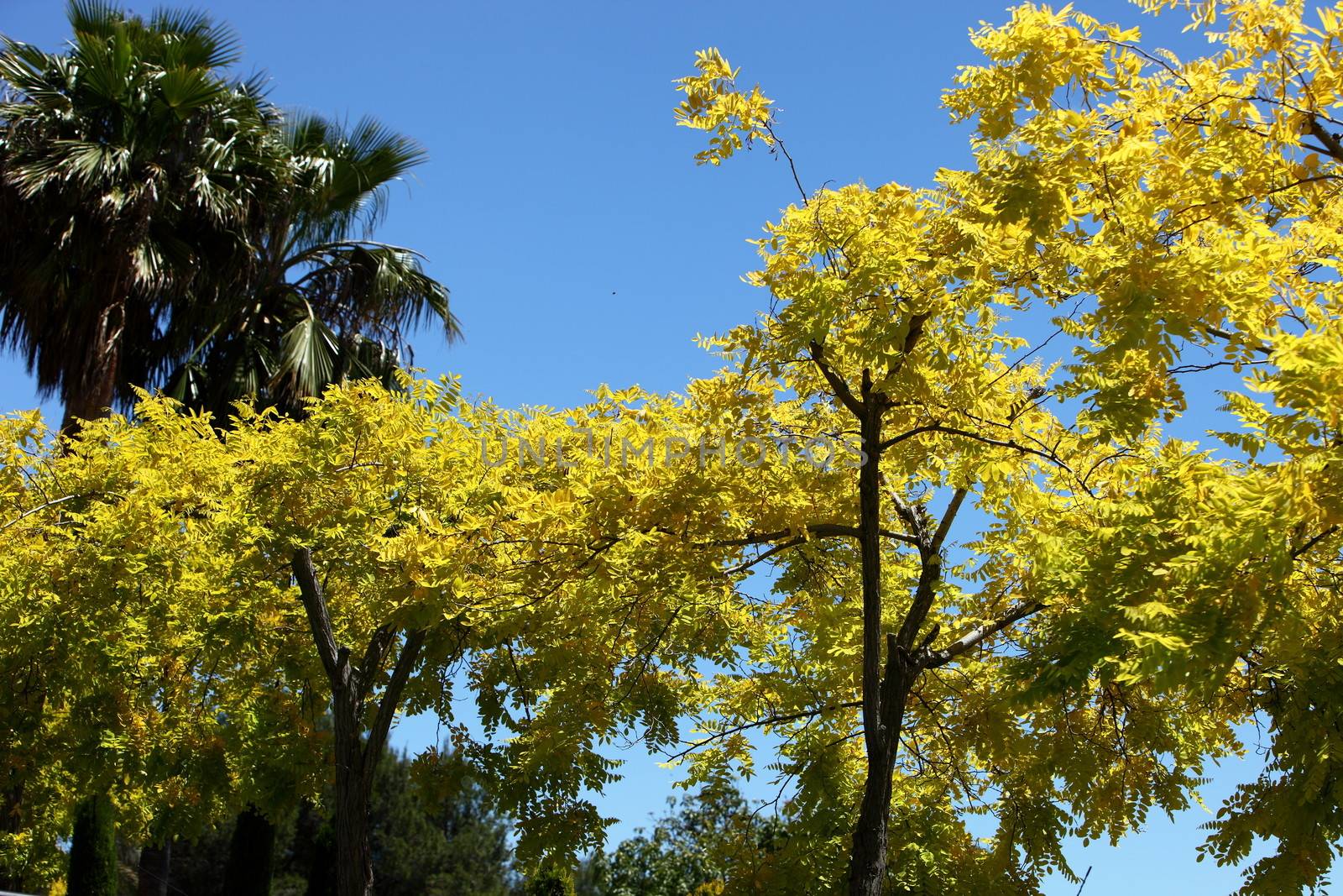 Spectacular yellow summer flowers and foliage on trees against a clear sunny blue sky