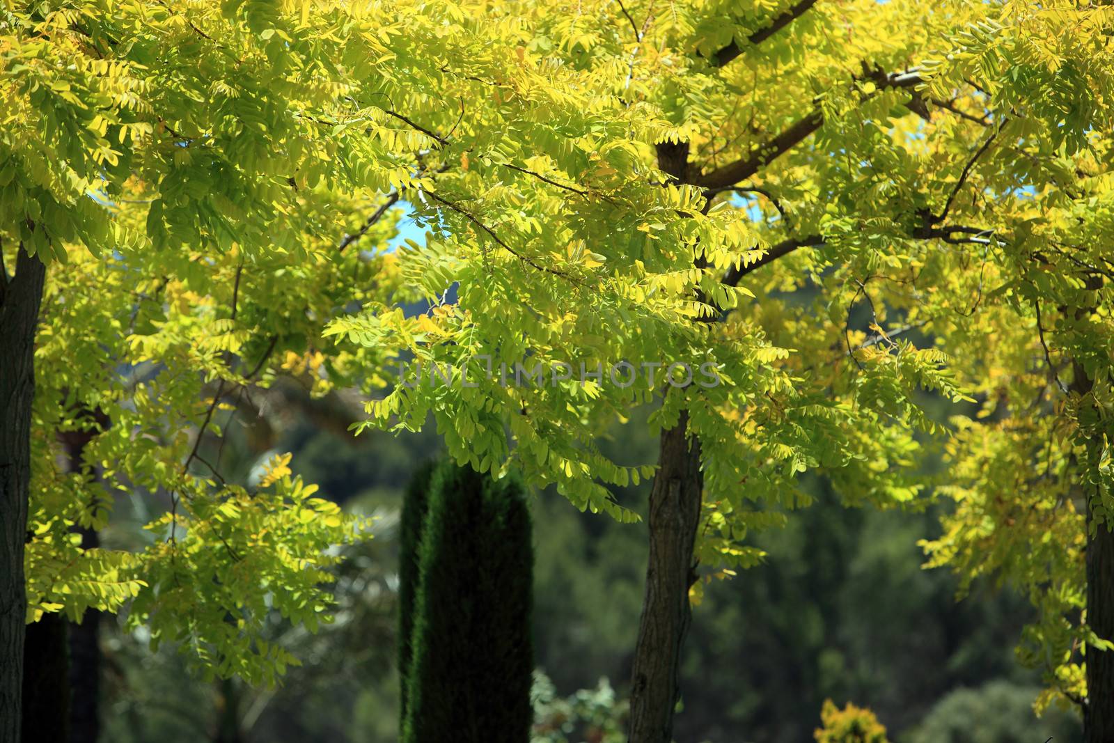 Background environmental image of leafy woodland trees with beautiful vivid yellow foliage