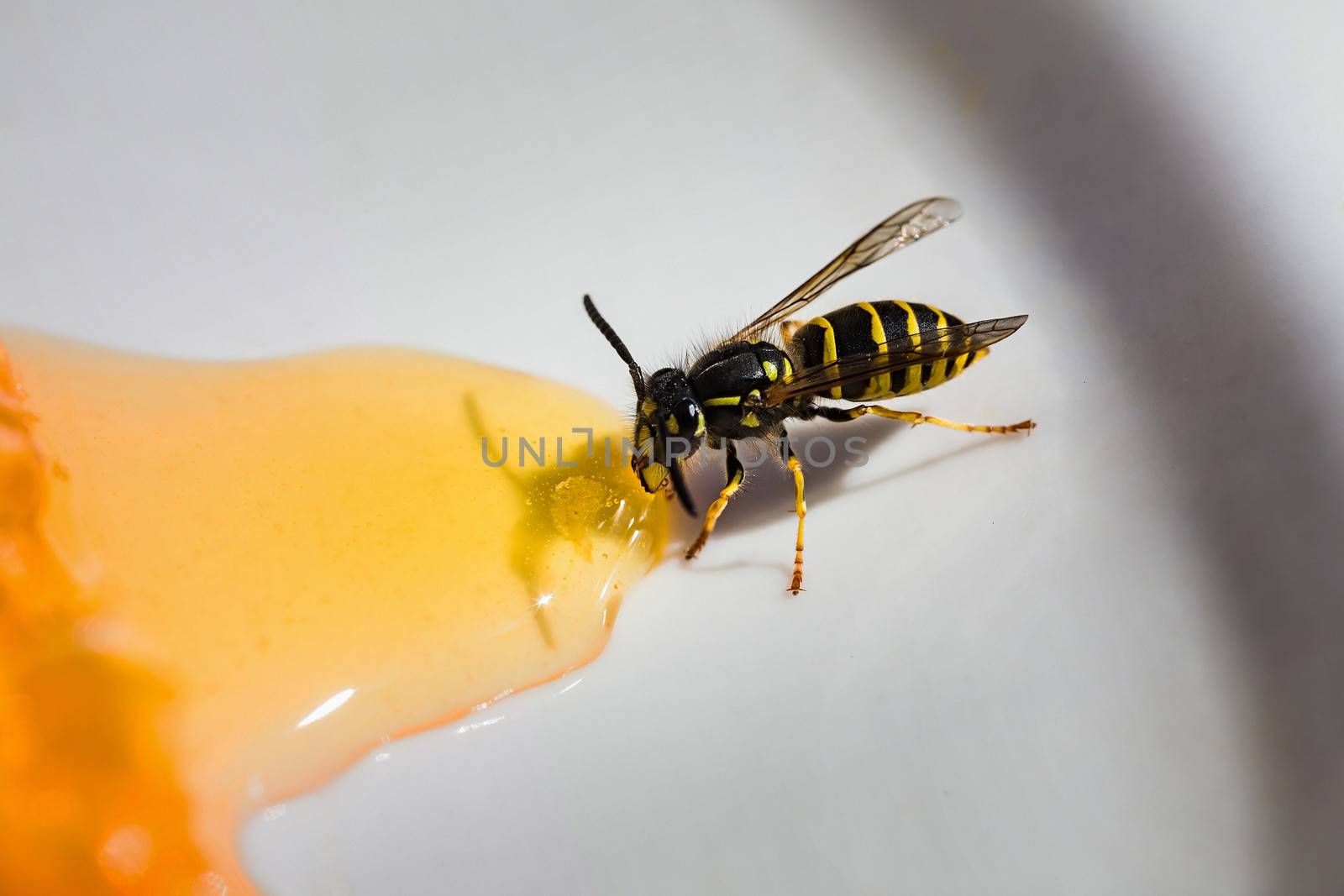 Close-up. Wasp stealing honey from the plate