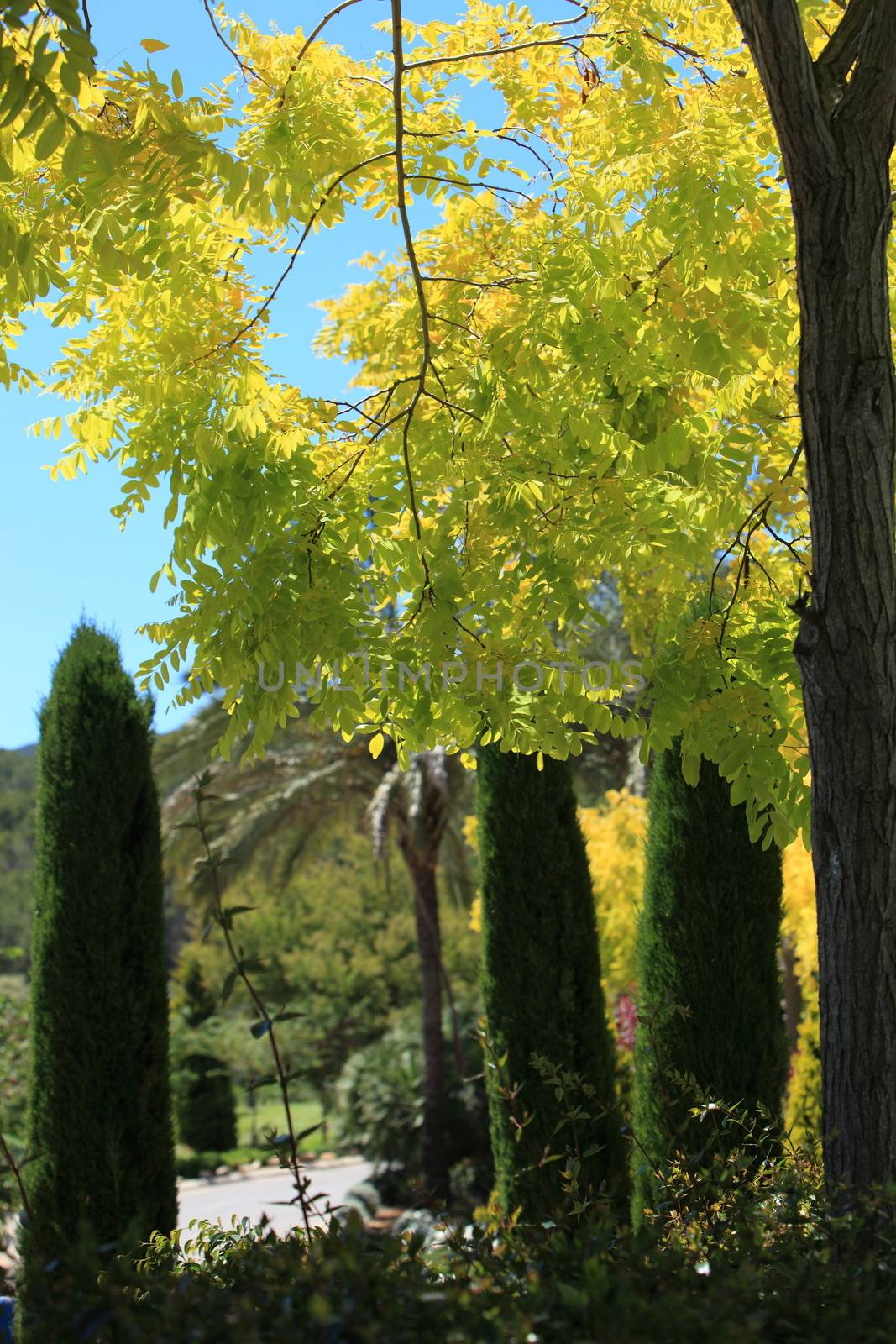 Beautiful yellow foliage on a tree with an avenue of cypresses and palms behind