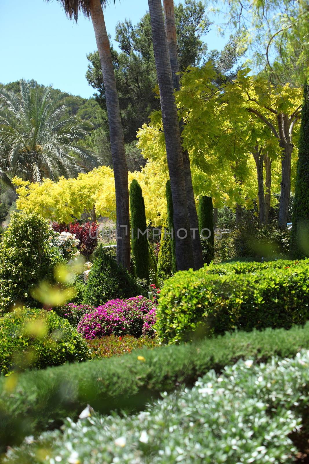 Lush tropical garden with palm trees, cypresses and mature flowering shrubs
