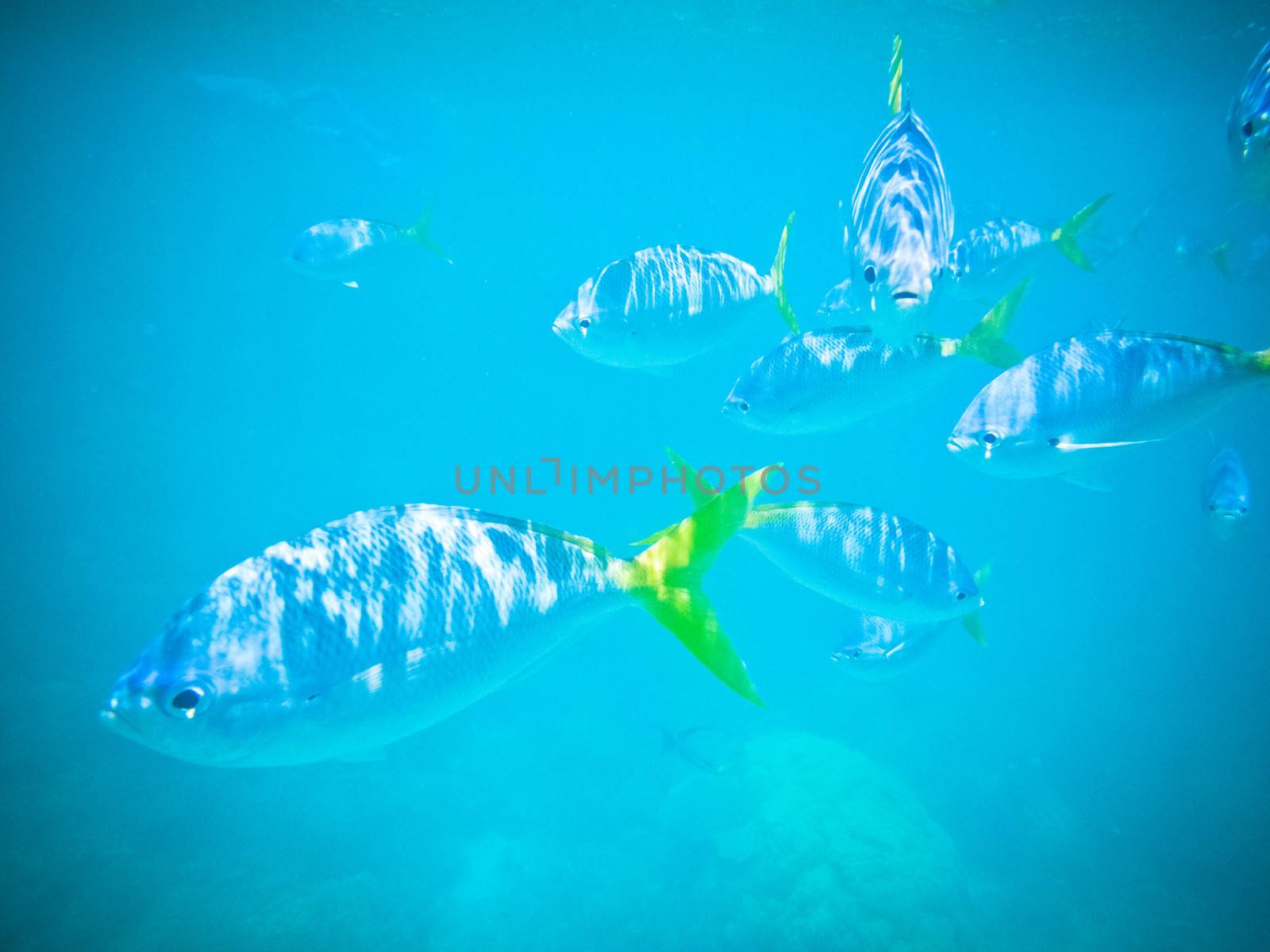Wildlife scene with tropical fish swiming in the clear blue water of the ocean