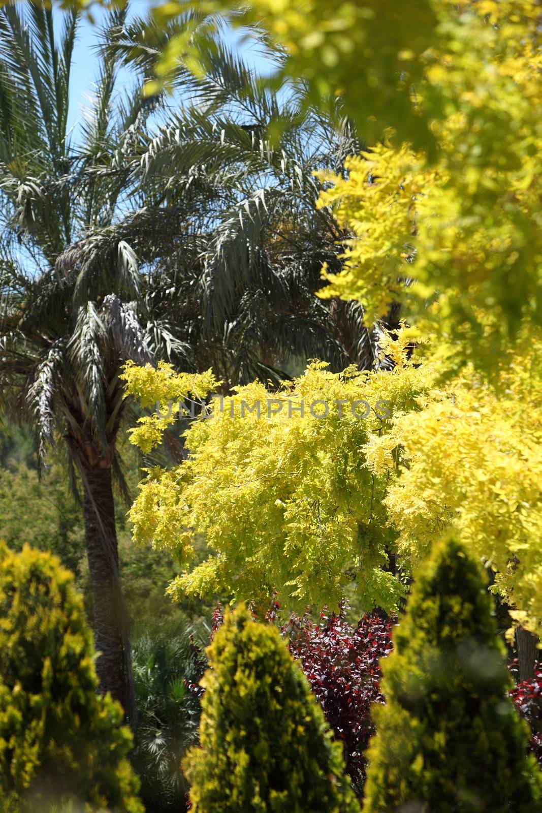 Spectacular display of yellow foliage by Farina6000