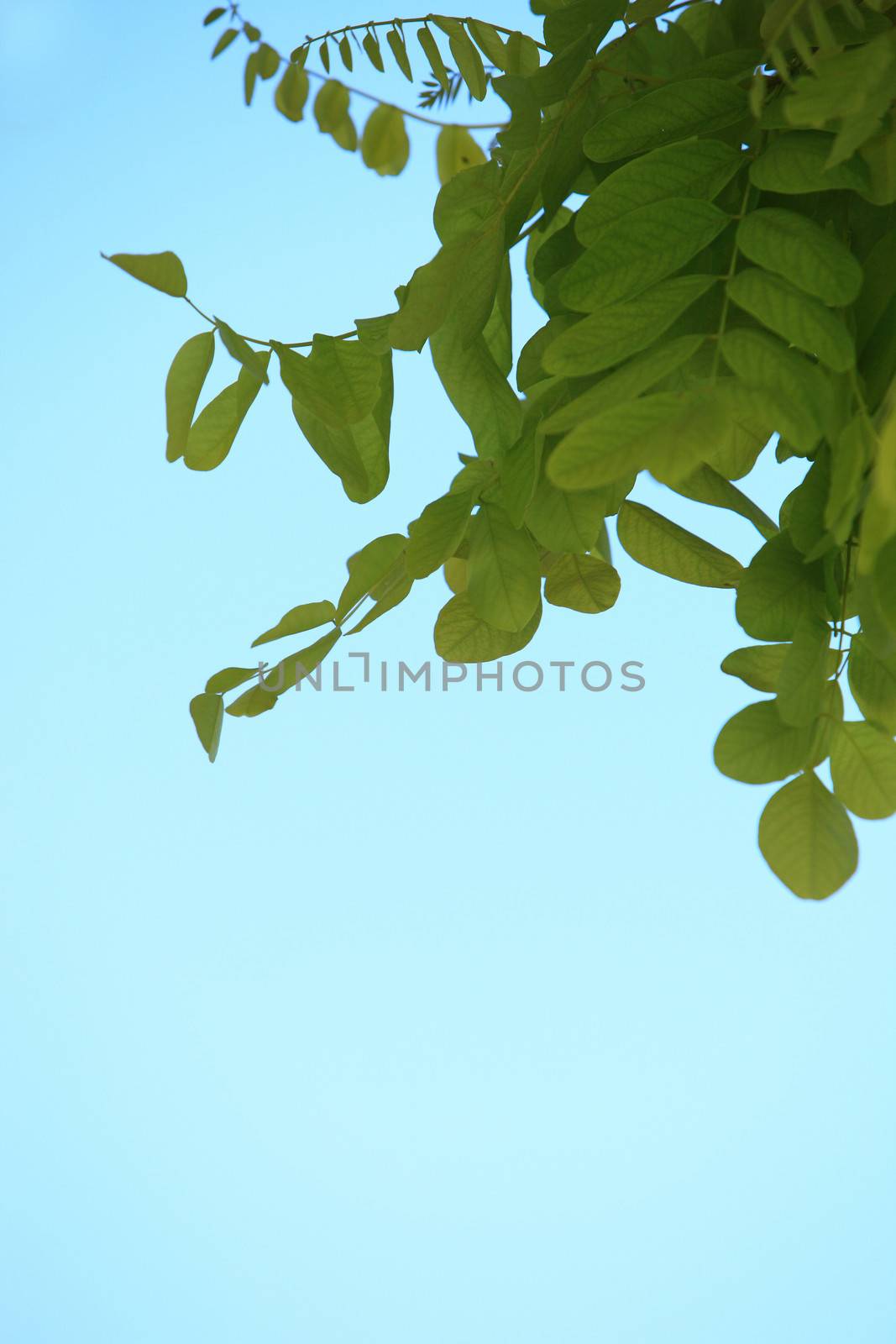Fresh green leaves against a clear blue summer sky with copyspace