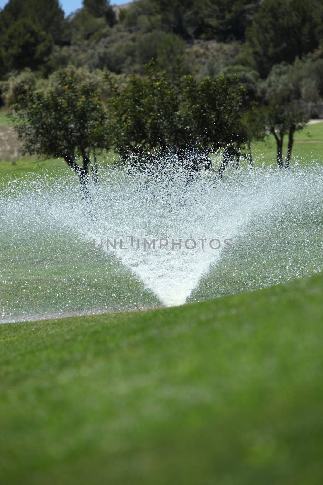 Sprinkler on a golf course spraying the greens in the sunlight