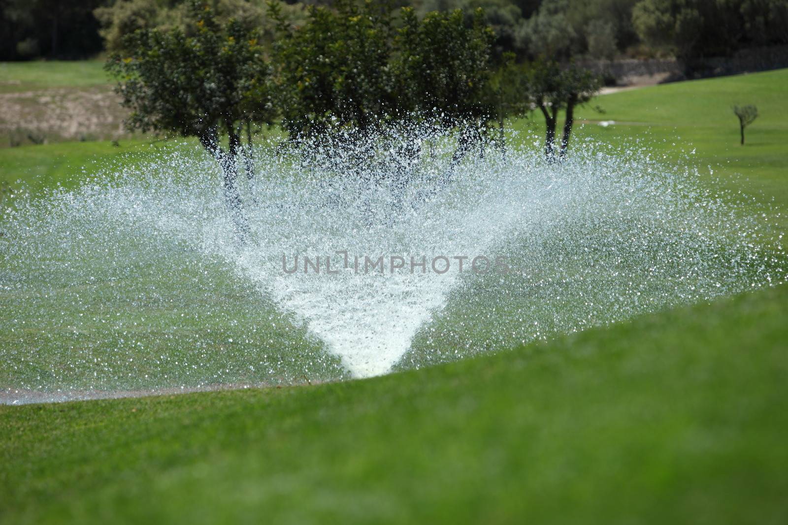 Sprinkler on a golf course spraying the greens with the water droplets glinting in the sunlight