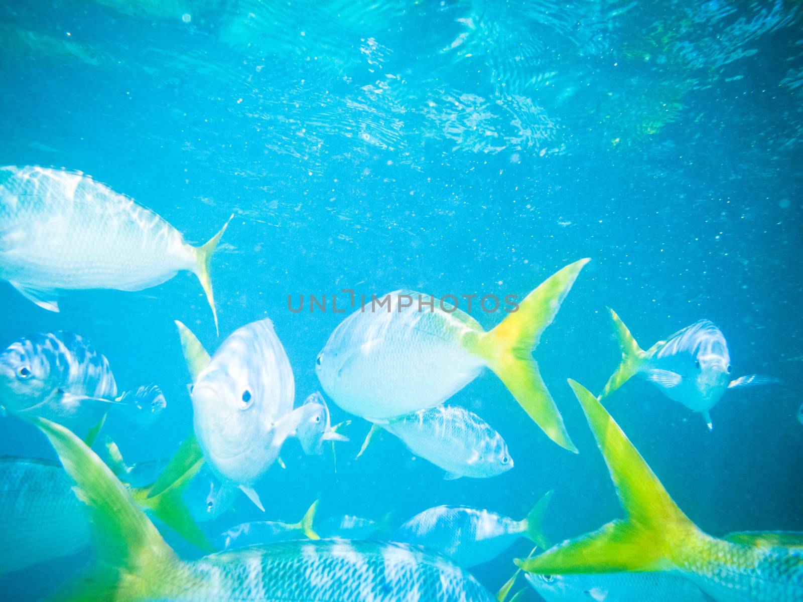 Underwater scene with fish swiming and soft light filtering down from the surface