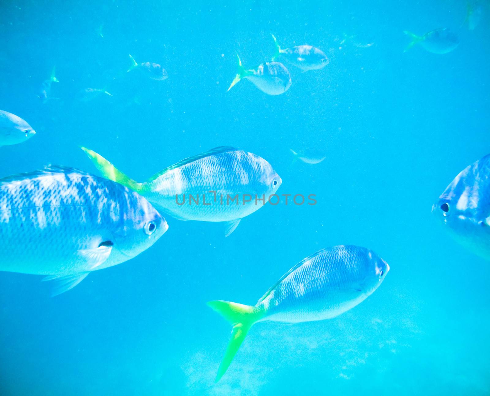 Underwater image with fish swiming by jrstock