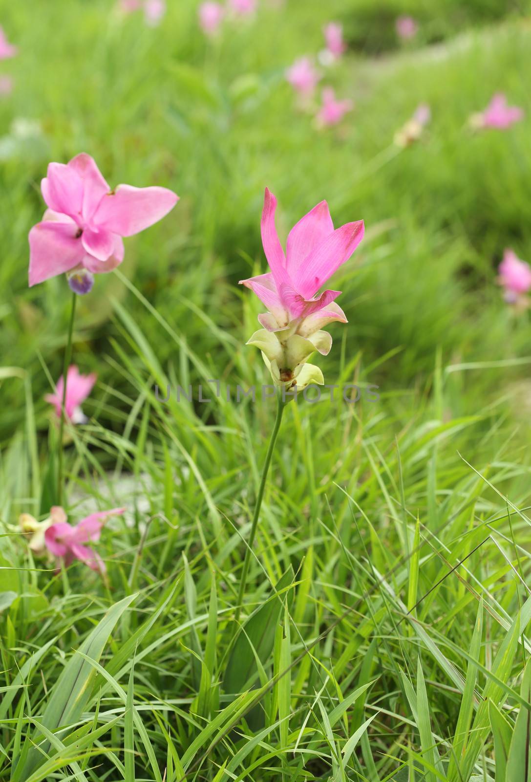 Close-up of Siam Tulip or Patumma flower