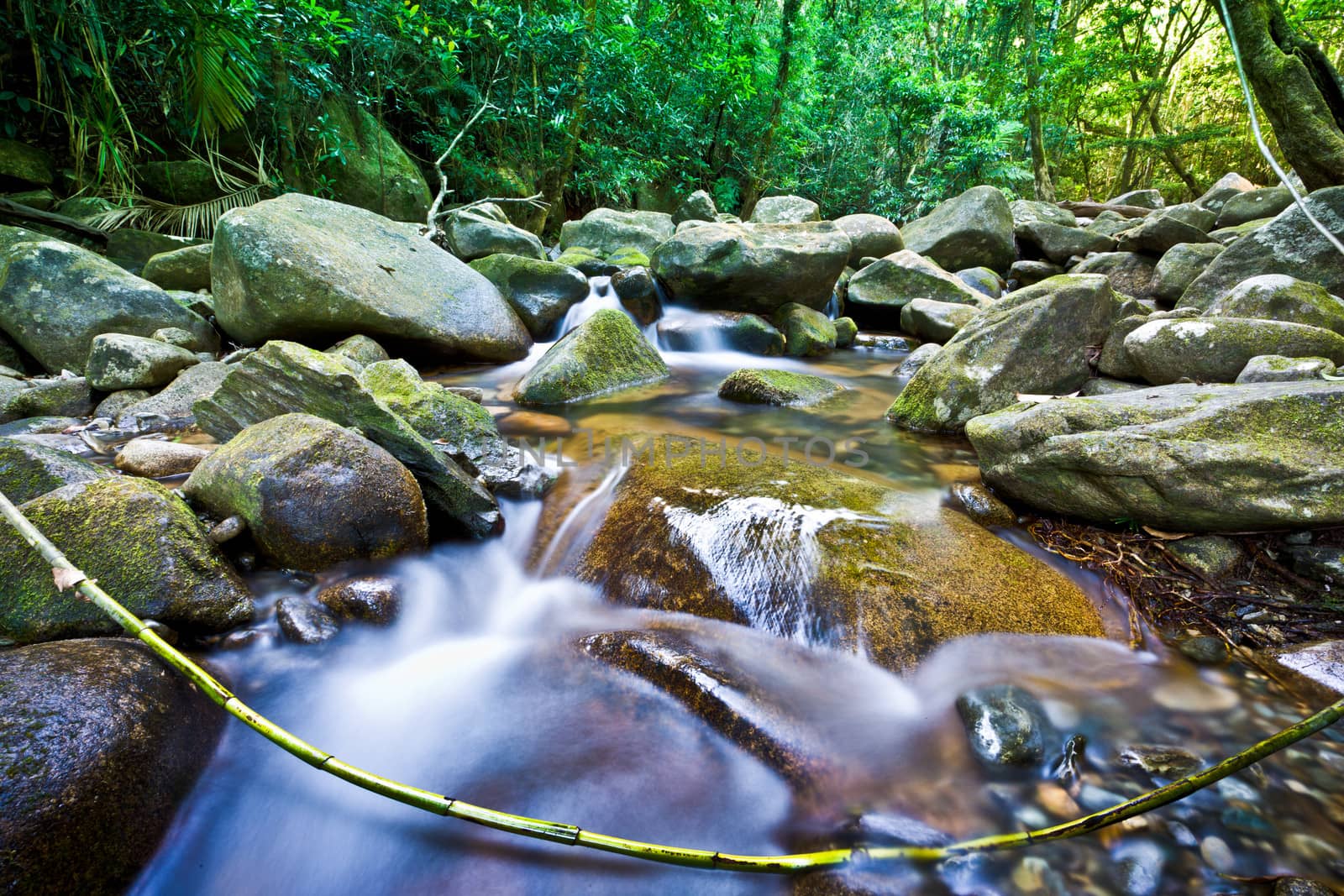 Stream flowing through rocks in a lush green rainforest in Australia