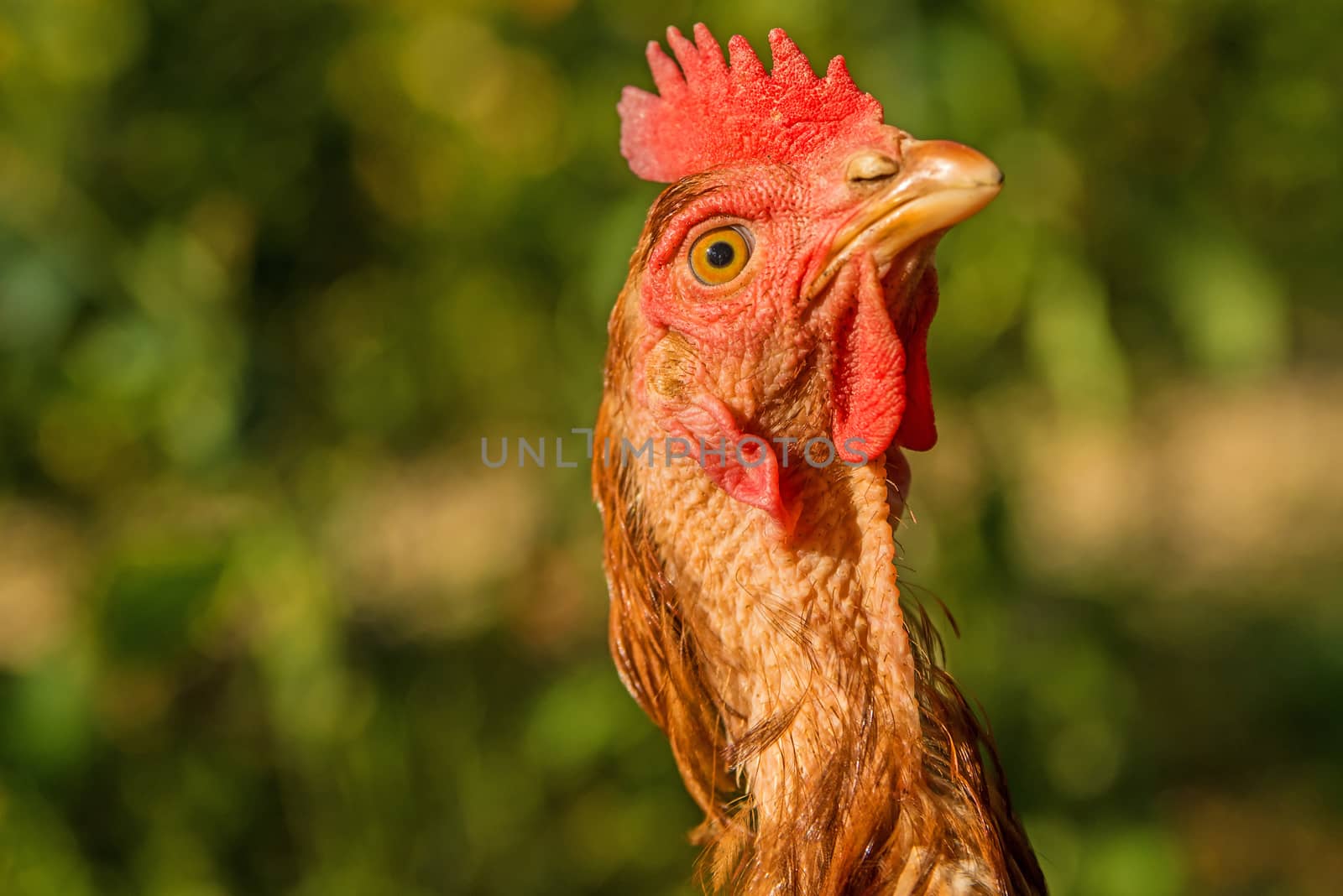 chicken looking up